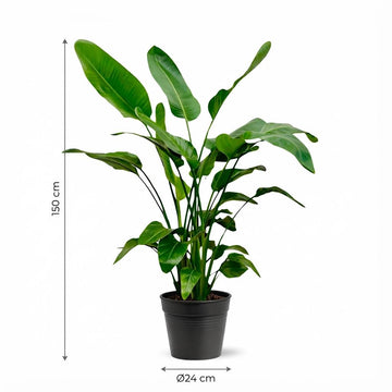 Strelitzie – Strelitzia nicolai – 150 cm – Ø24 cm