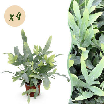 Phlebodium – Phlebodium aureum – 30 cm
