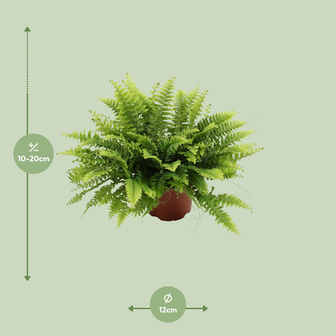 Schwertfarn – Nephrolepis boston – 20 cm – Ø12 cm