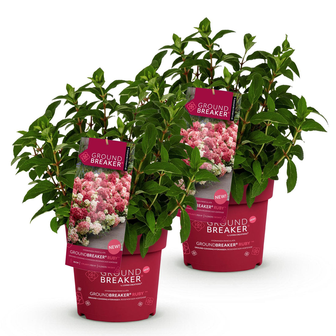Bauernhortensie Groundbreaker Ruby – Hydrangea macrophylla Groundbreaker Ruby – 25 cm – Ø20 cm