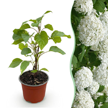Waldhortensie Annabelle – Hydrangea arborescens Annabelle – 30 cm – Ø12 cm