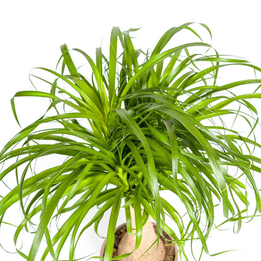 Beaucarnea – Beaucarnea recurvata – 80 cm – Ø21 cm