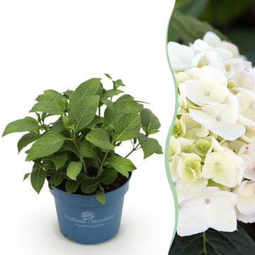 Bauernhortensie The Bride – Hydrangea macrophylla The Bride – 25 cm – Ø14 cm