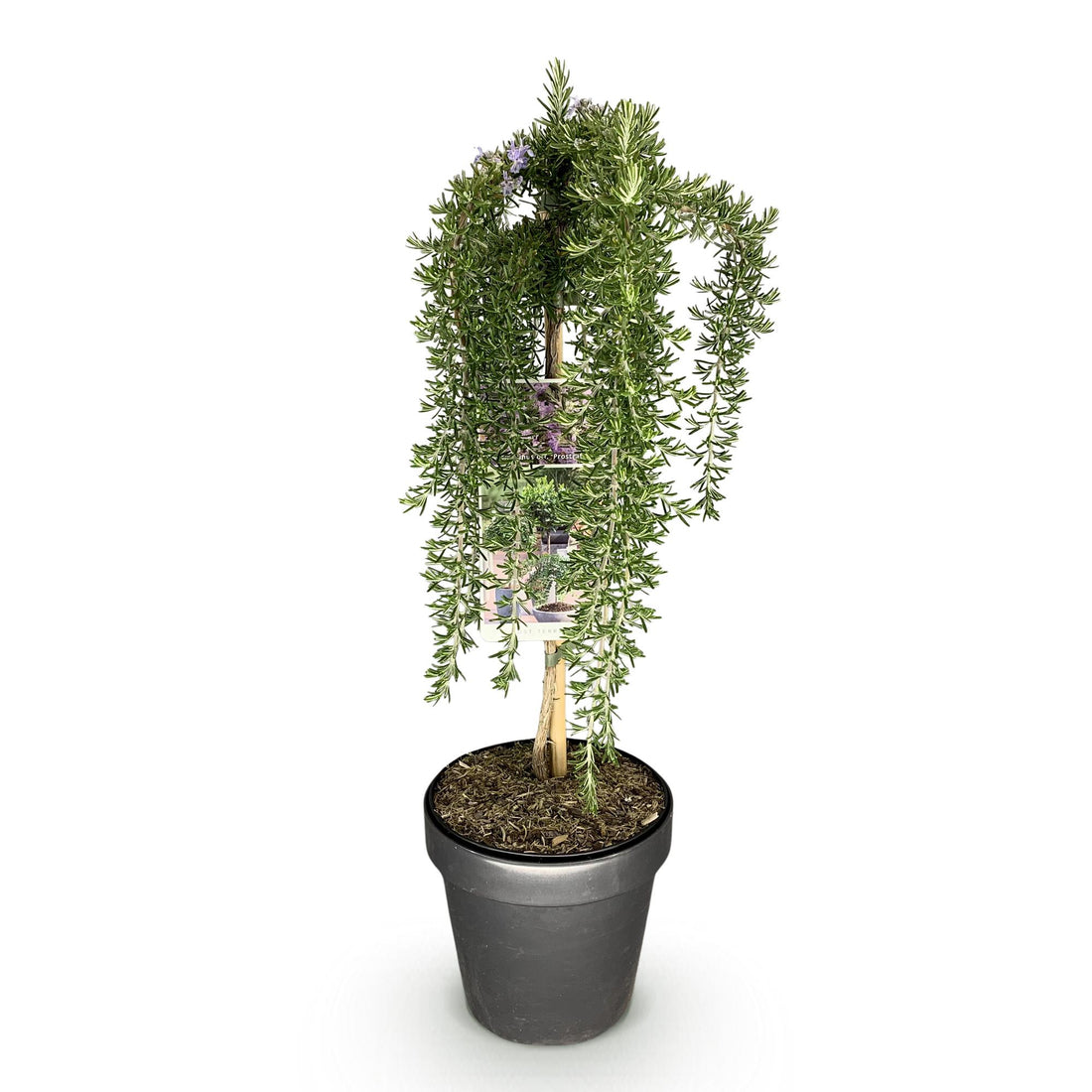 Rosmarin – Rosmarinus officinalis Prostratus – 90 cm – Ø19 cm