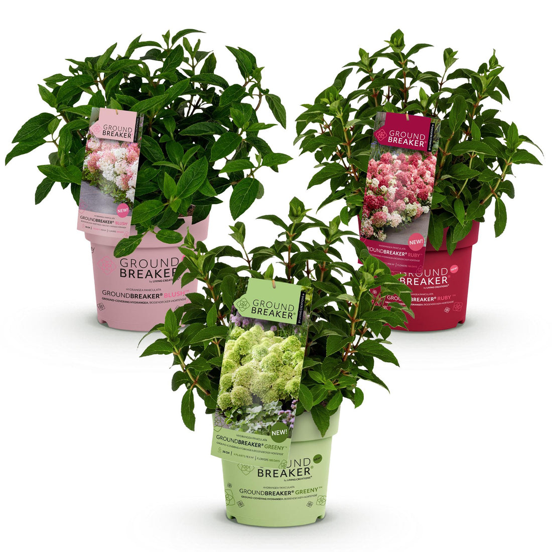 Bauernhortensie Groundbreaker Blush – Hydrangea macrophylla Groundbreaker Blush – 25 cm – Ø20 cm