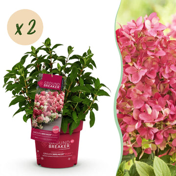 Bauernhortensie Groundbreaker Ruby – Hydrangea macrophylla Groundbreaker Ruby – 25 cm – Ø20 cm