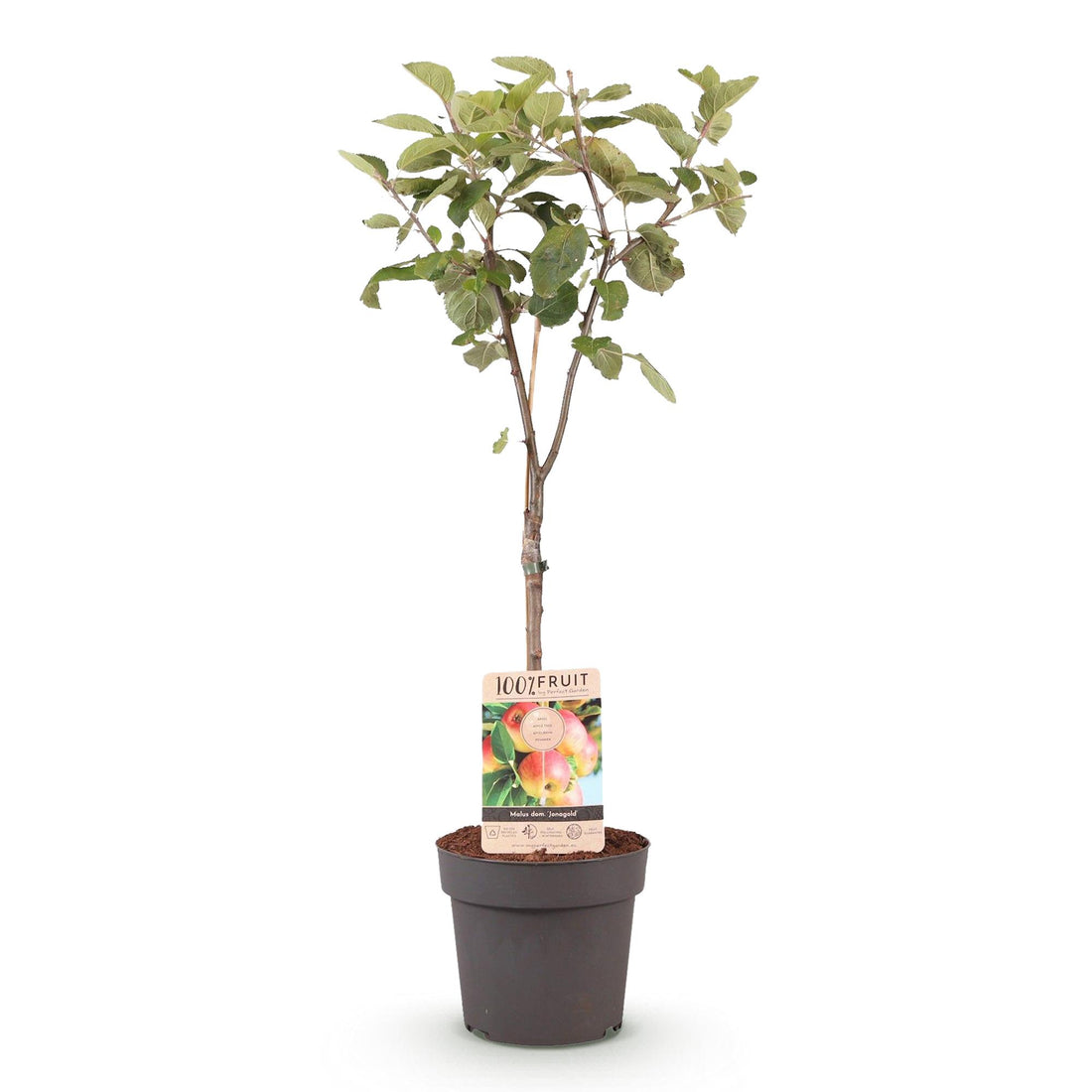Apfelbaum – Malus domestica Jonagold – 90 cm – Ø21 cm