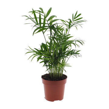 Chamaedorea – Chamaedorea elegans – 55 cm – Ø17 cm