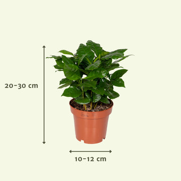 Überraschungsbox – 25 cm – Ø12 cm