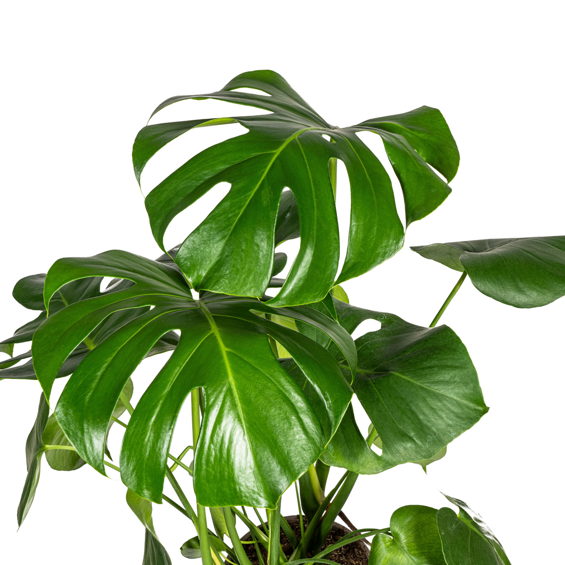 Fensterblatt – Monstera deliciosa – 70-90 cm – Ø21 cm