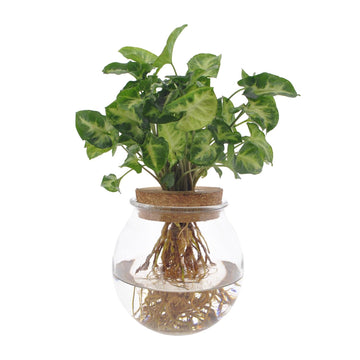 Purpurtute – Syngonium pixie – 30 cm – Ø12 cm