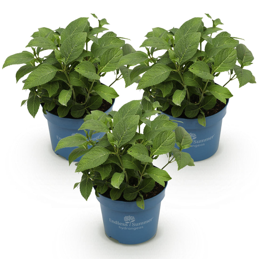 Bauernhortensie Blue, Pink & White – Hydrangea macrophylla Blue, Pink & White – 25 cm – Ø20 cm