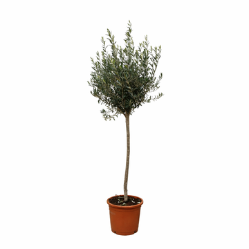 Olivenbaum – Olea europaea – 160 cm – Ø24 cm
