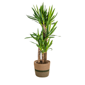 Palmlilie – Yucca elephantipes – 110 cm – Ø21 cm