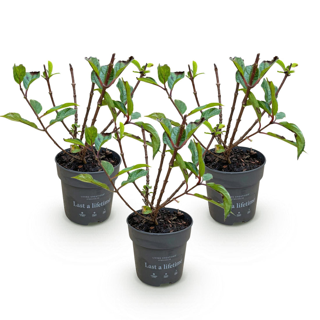Bauernhortensie Living Little Rosy – Hydrangea macrophylla Living Little Rosy – 30 cm – Ø15 cm