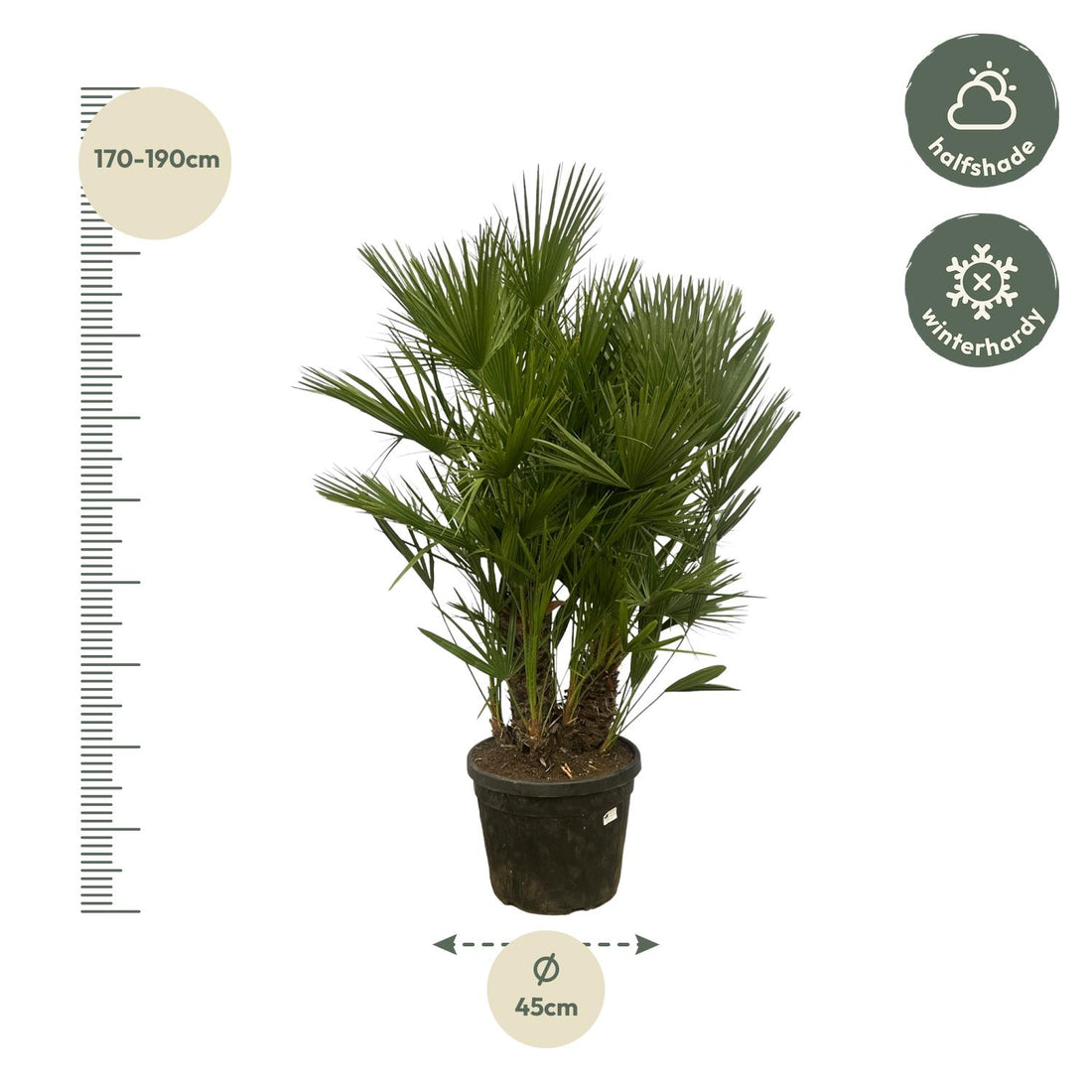 Zwergpalme – Chamaerops humilis Mehrstämmig – 180 cm – Ø45 cm