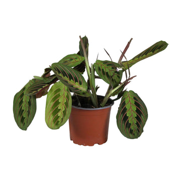 Pfeilwurz – Maranta leuconeura – 30 cm – Ø12 cm