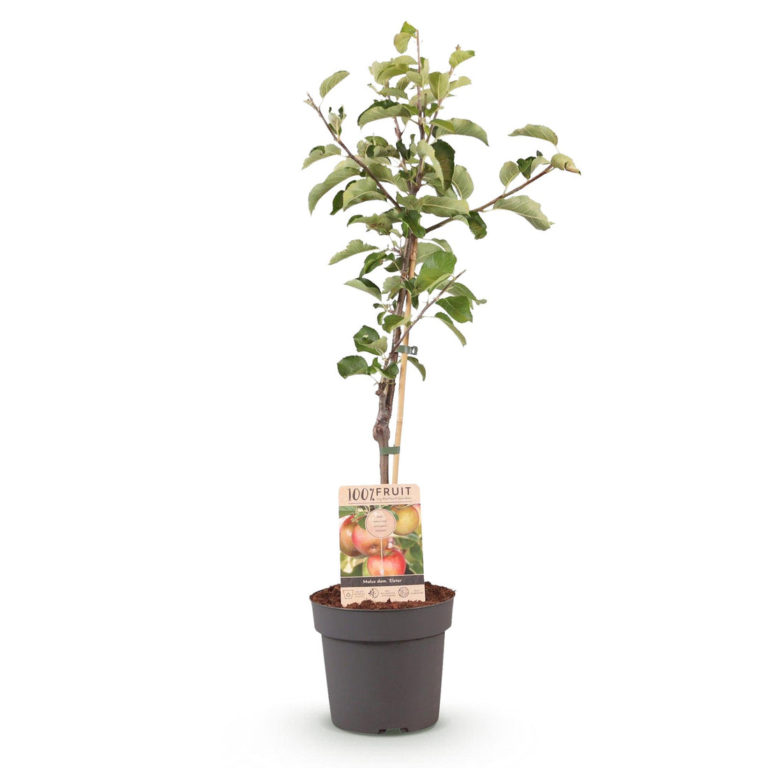 Apfelbaum – Malus domestica Elstar – 90 cm – Ø21 cm
