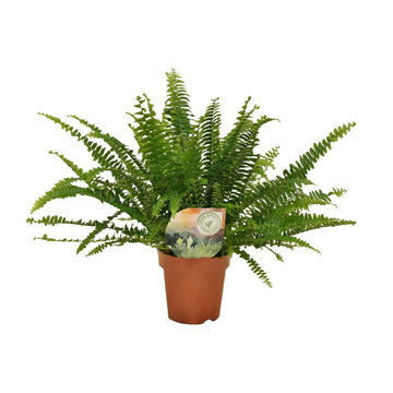 Schwertfarn – Nephrolepis green – 30 cm – Ø12 cm