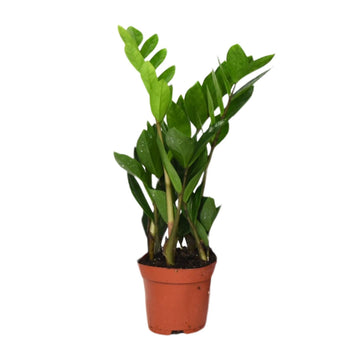 Glücksfeder – Zamioculcas zamiifolia – 12cm – Ø12cm
