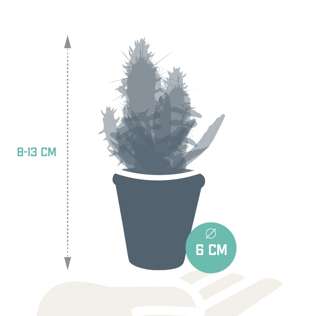 Kaktus – Cactus – 13 cm – Ø5 cm