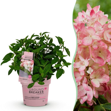 Bauernhortensie Groundbreaker Blush – Hydrangea macrophylla Groundbreaker Blush – 25 cm – Ø14 cm
