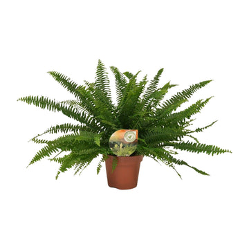 Schwertfarn – Nephrolepis green – 40 cm – Ø17 cm