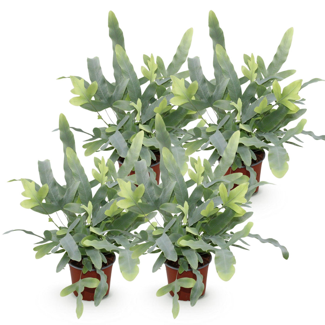 Phlebodium – Phlebodium aureum – 30 cm