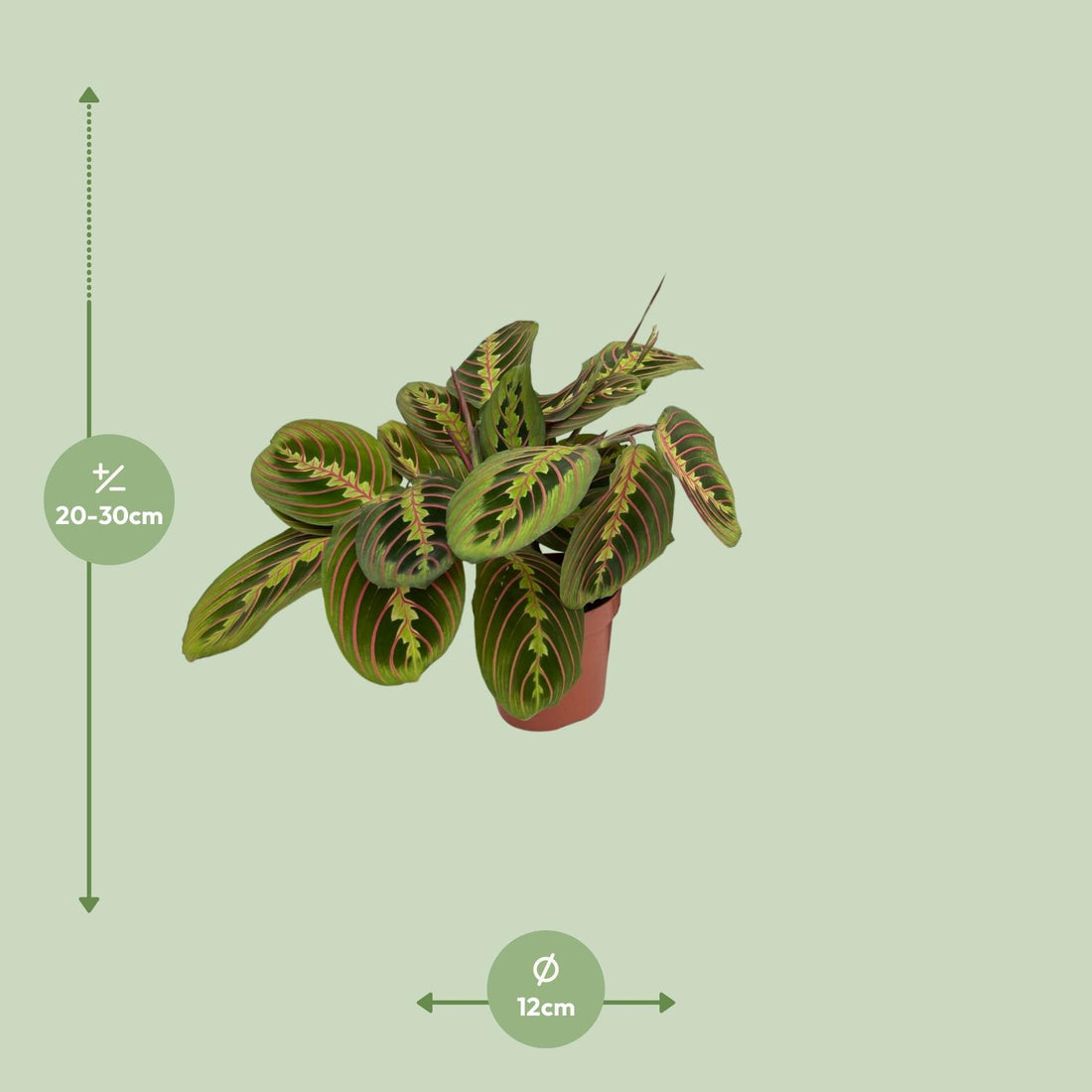 Pfeilwurz – Maranta fascinator – 20 cm – Ø12 cm