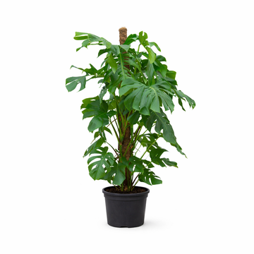 Fensterblatt – Monstera deliciosa – 145 cm – Ø27 cm