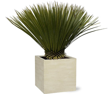 Yucca – Yucca rostrata – 70 cm – Ø30 cm