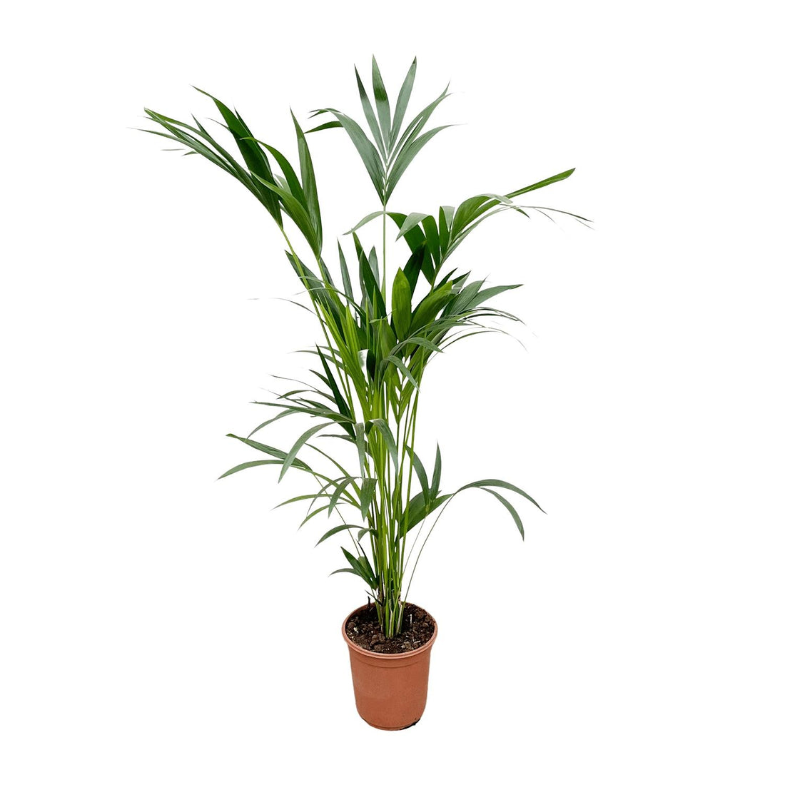 Kentia-Palme – Howea forsteriana – 160 cm – Ø24 cm