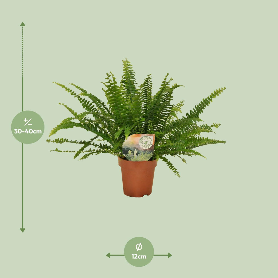 Schwertfarn – Nephrolepis green – 30 cm – Ø12 cm
