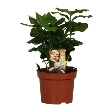 Kaffeepflanze – Coffea arabica – 25 cm – Ø12 cm