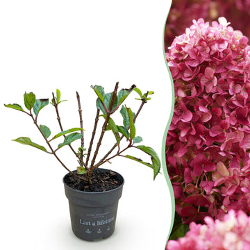 Bauernhortensie Living Little Rosy – Hydrangea macrophylla Living Little Rosy – 30 cm – Ø12 cm
