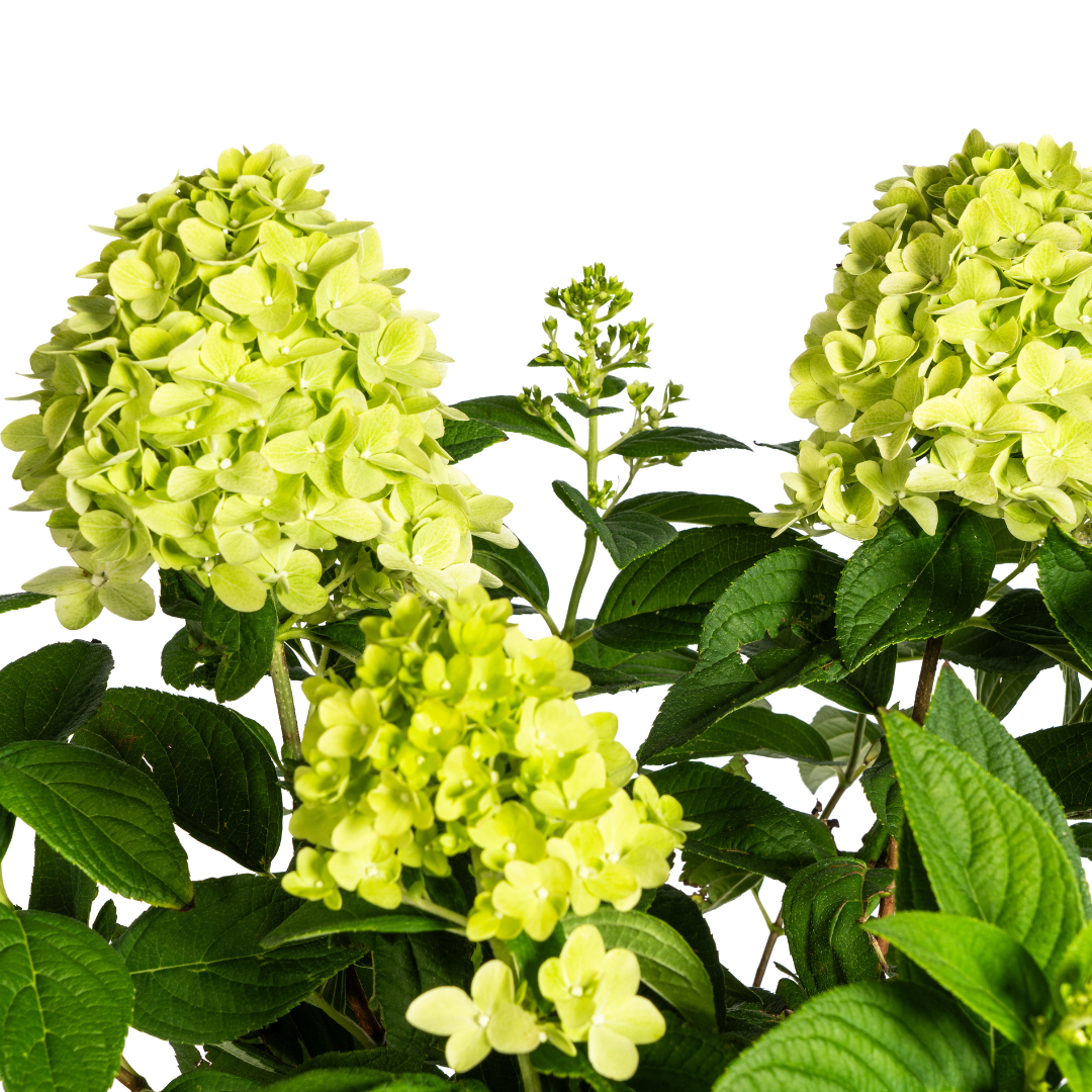 Rispenhortensie Limelight – Hydrangea paniculata Limelight – 60 cm – Ø19 cm