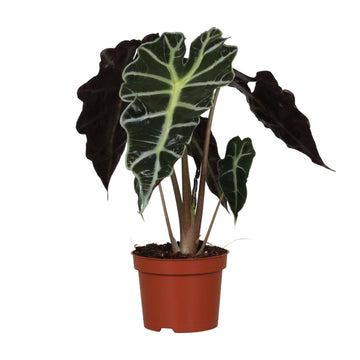 Alocasia – Alocasia amazonica – 30 cm – Ø12 cm