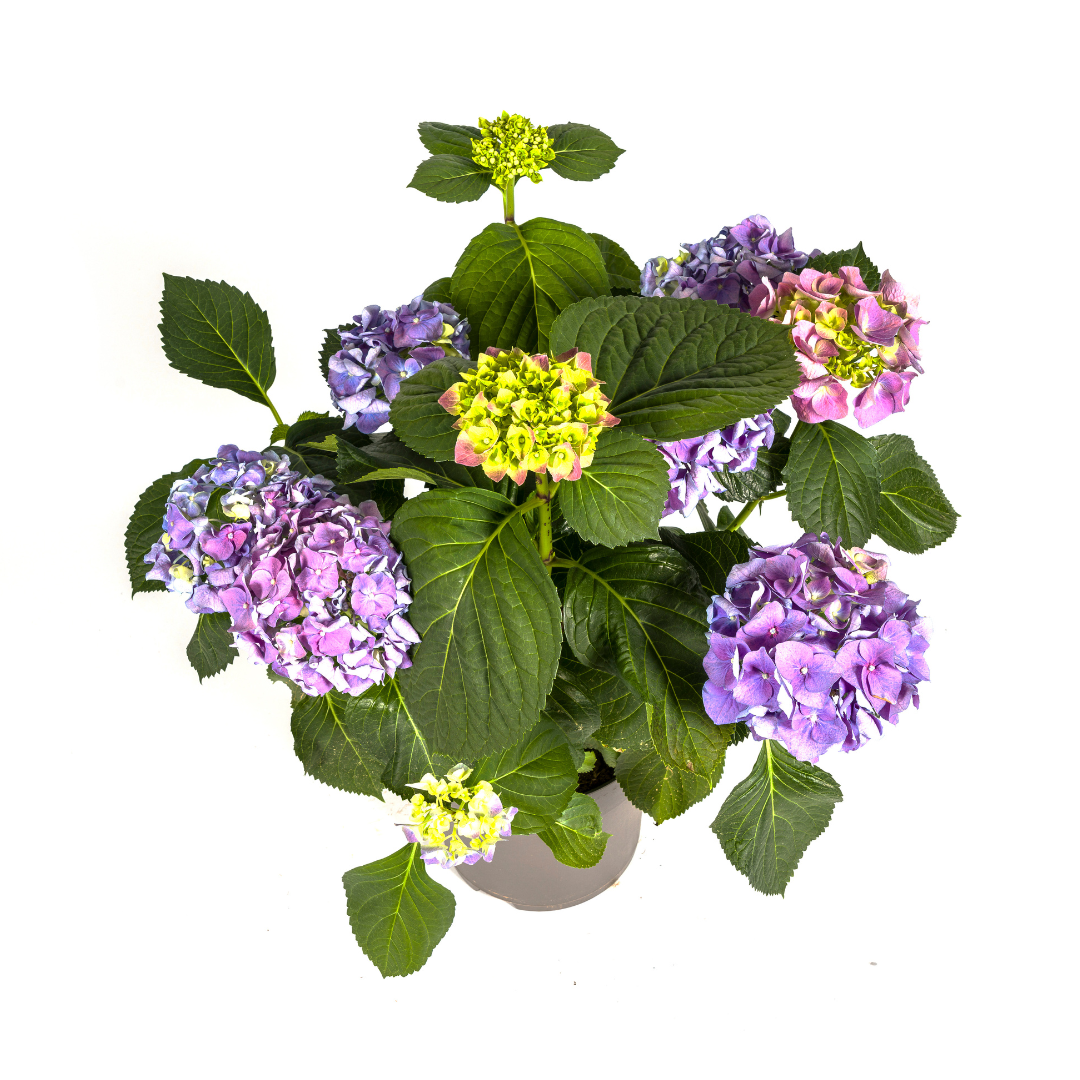 Bauernhortensie Blau – Hydrangea macrophylla Blau – 80 cm – Ø24 cm