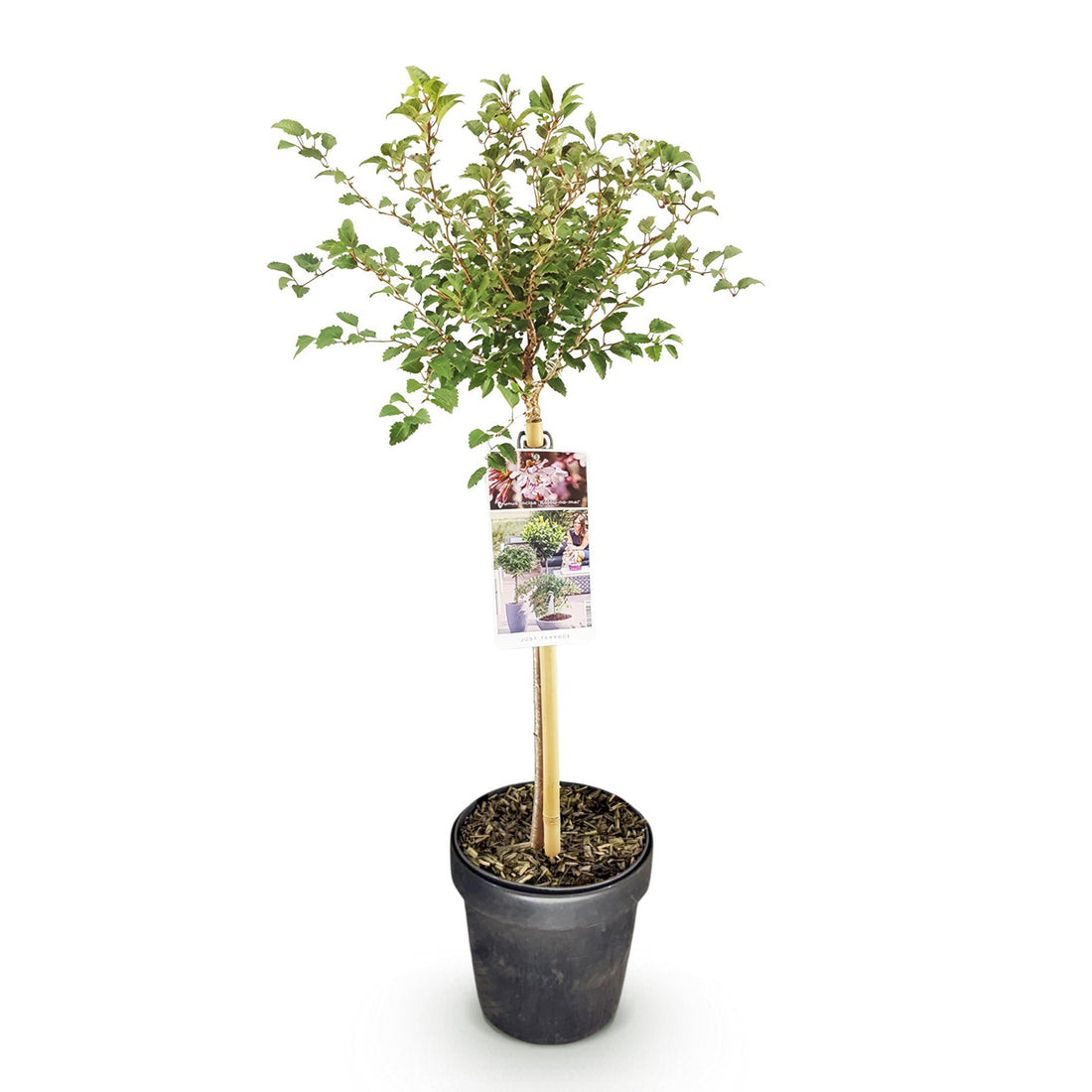 Zierkirsche – Prunus incisa Koujou-no-mai – 90 cm – Ø19 cm