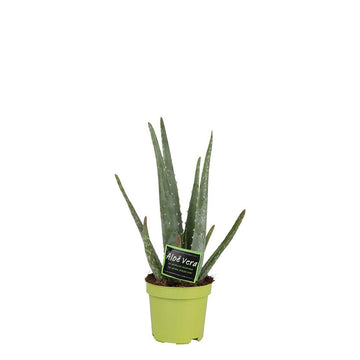 Aloe – Aloe vera – 35 cm – Ø10 cm