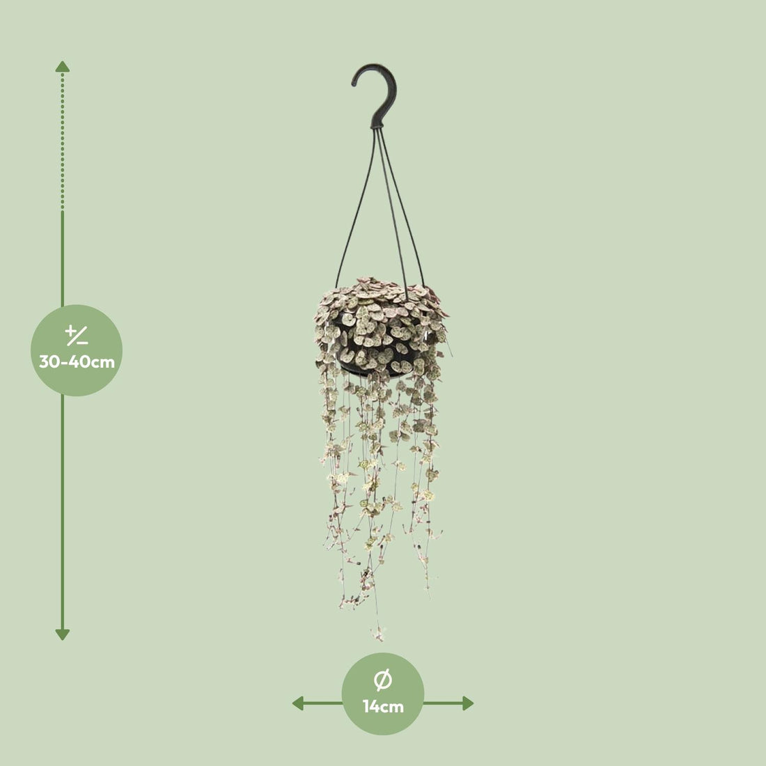 Ceropegia – Ceropegia linearis – 38 cm – Ø14 cm