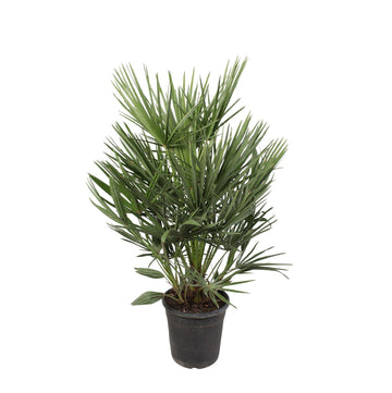 Zwergpalme – Chamaerops humilis – 90 cm – Ø21 cm