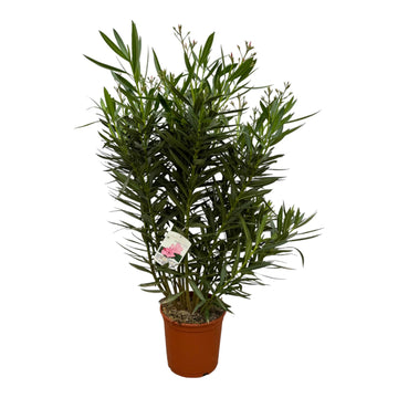 Oleander – Nerium oleander mit weißer Blüte – 160 cm – Ø32 cm