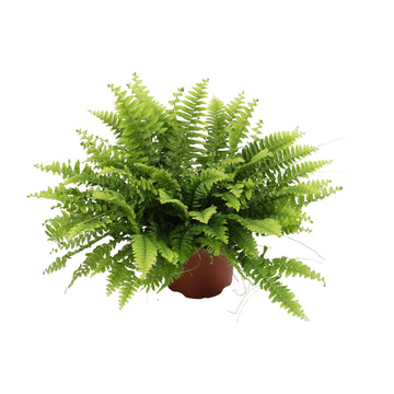 Schwertfarn – Nephrolepis boston – 20 cm – Ø12 cm