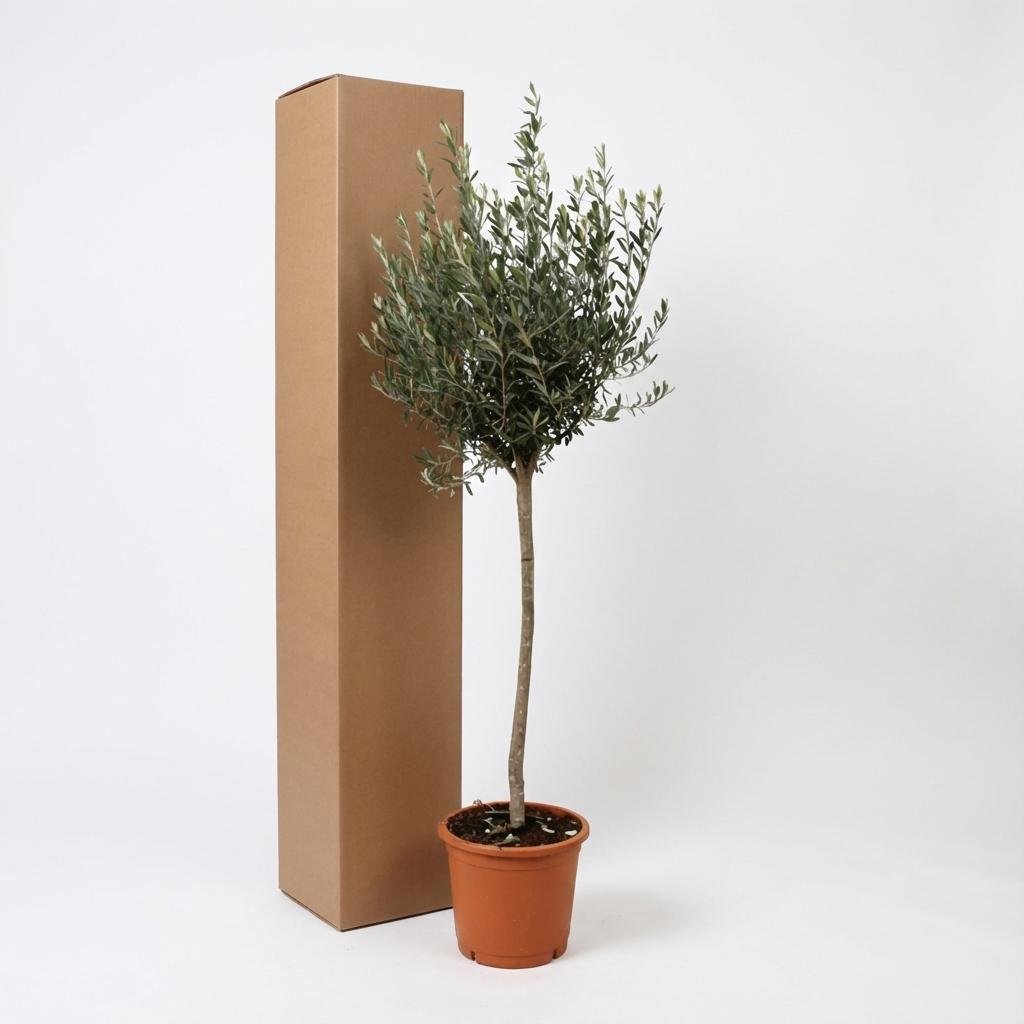 Olivenbaum – Olea europaea – 160 cm – Ø24 cm