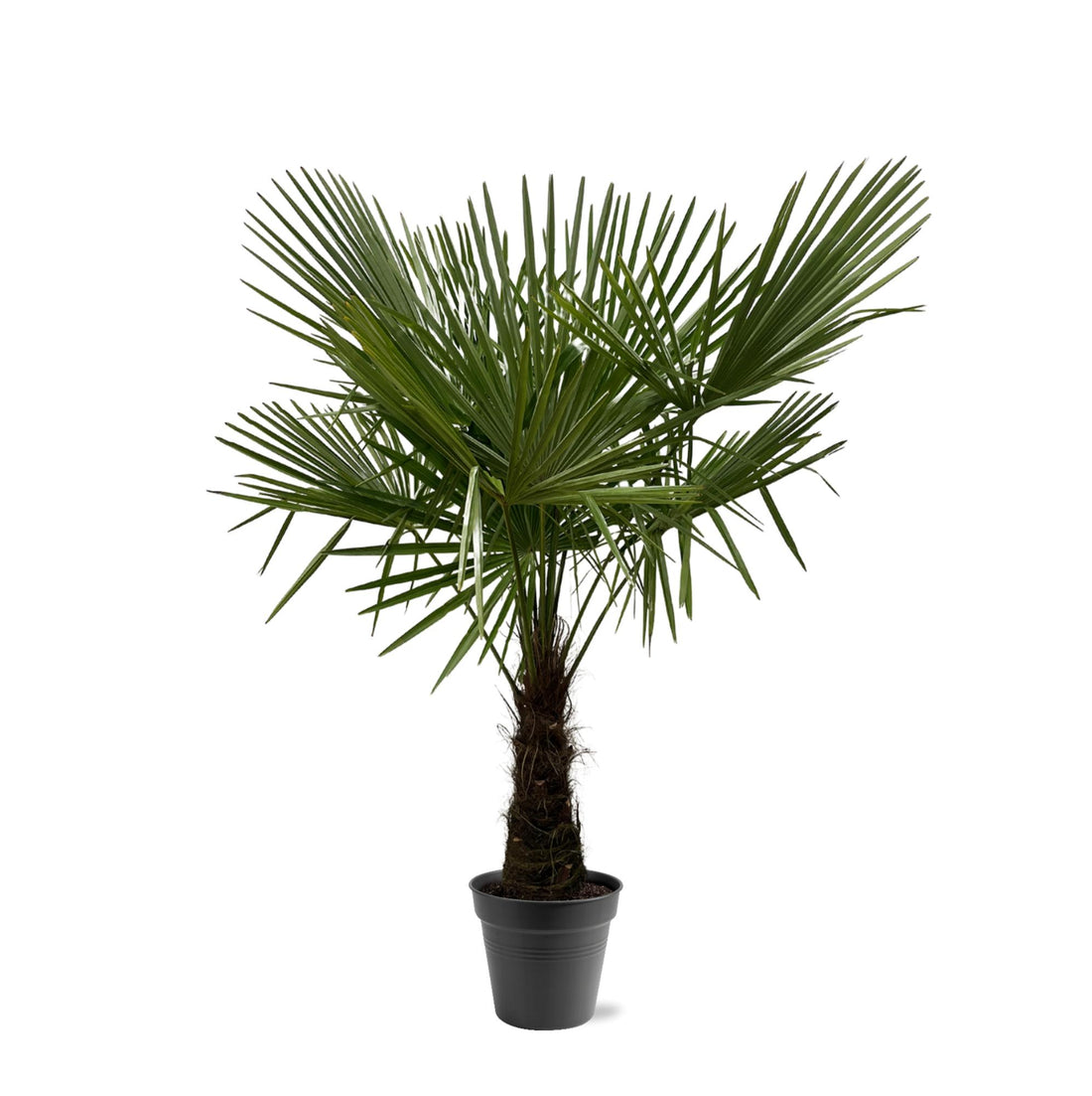 Hanfpalme – Trachycarpus fortunei – 180 cm – Ø30 cm