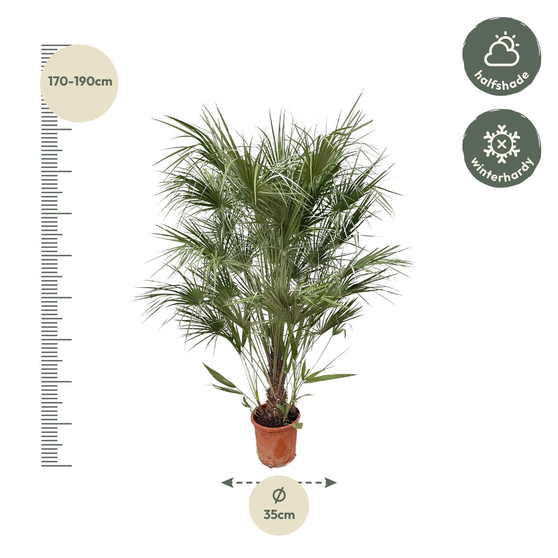 Zwergpalme – Chamaerops humilis Strauch – 170 cm – Ø30 cm
