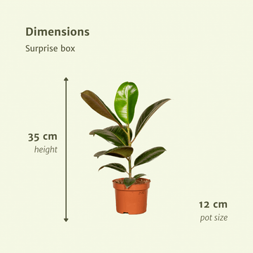 Überraschungsbox – 25 cm – Ø12 cm