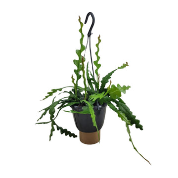 Fischgrätenkaktus – Epiphyllum anguliger – 35 cm – Ø14 cm