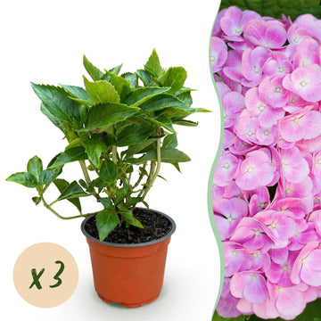 Bauernhortensie Rosa – Hydrangea macrophylla Rosa – 25 cm – Ø15 cm